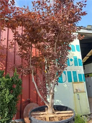 Roter Fächerahorn - Acer palmatum 'Atropurpureum' - Unikum