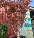 Roter Fächerahorn - Acer palmatum 'Atropurpureum' - Unikum