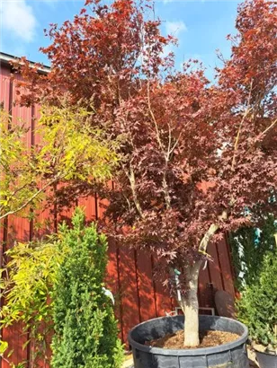 Roter Fächerahorn - Acer palmatum 'Atropurpureum' - Unikum