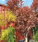 Roter Fächerahorn - Acer palmatum 'Atropurpureum' - Unikum