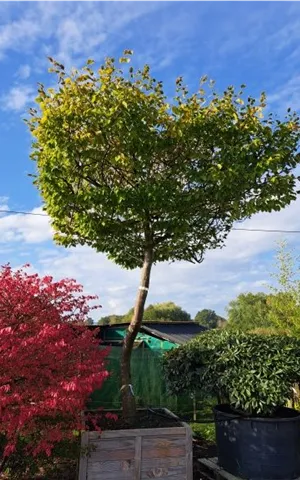 Carpinus betulus - Unikum