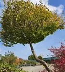 Hainbuche,Weißbuche - Carpinus betulus - Unikum