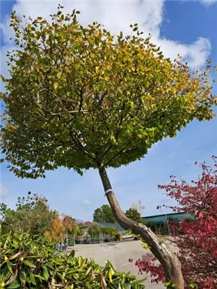 Hainbuche,Weißbuche - Carpinus betulus - Unikum