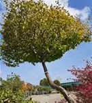 Hainbuche,Weißbuche - Carpinus betulus - Unikum