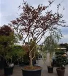 Chinesische Kräuselmyrte 'Violacea Grassi' - Lagerstroemia indica 'Violacea Grassi'