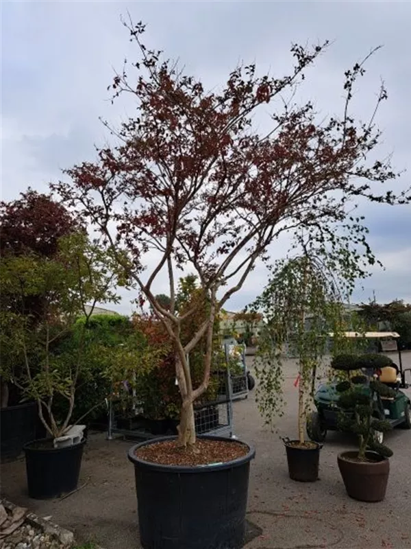 Chinesische Kräuselmyrte 'Violacea Grassi' - Lagerstroemia indica 'Violacea Grassi'