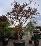 Chinesische Kräuselmyrte 'Violacea Grassi' - Lagerstroemia indica 'Violacea Grassi'