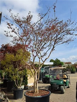 Chinesische Kräuselmyrte 'Violacea Grassi' - Lagerstroemia indica 'Violacea Grassi'