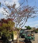Chinesische Kräuselmyrte 'Violacea Grassi' - Lagerstroemia indica 'Violacea Grassi'