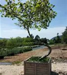 Platane - Platanus hispanica 'Malburg' - Unikum