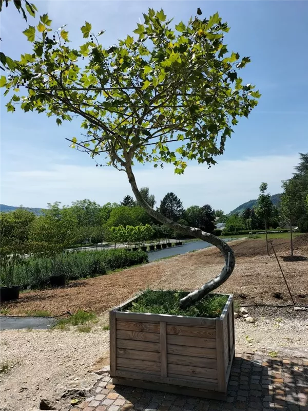 Platane - Platanus hispanica 'Malburg' - Unikum