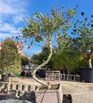 Platane - Platanus hispanica 'Malburg' - Unikum