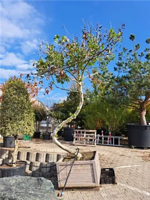 Platane - Platanus hispanica 'Malburg' - Unikum