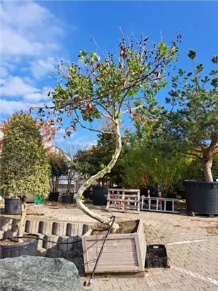 Platane - Platanus hispanica 'Malburg' - Unikum