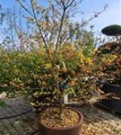 Jap.Storaxbaum - Styrax japonicus - Unikum