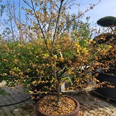 Styrax japonicus - Unikum, C NPbN2 