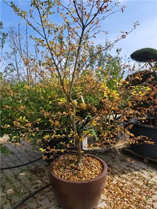 Jap.Storaxbaum - Styrax japonicus - Unikum