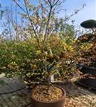 Jap.Storaxbaum - Styrax japonicus - Unikum