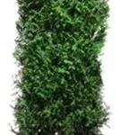 Lebensbaum 'Martin' - Thuja plicata 'Martin'