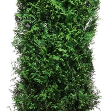 Thuja plicata 'Martin', Heckenelement 200-
