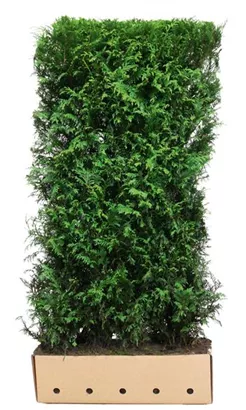 Lebensbaum 'Martin' - Thuja plicata 'Martin'