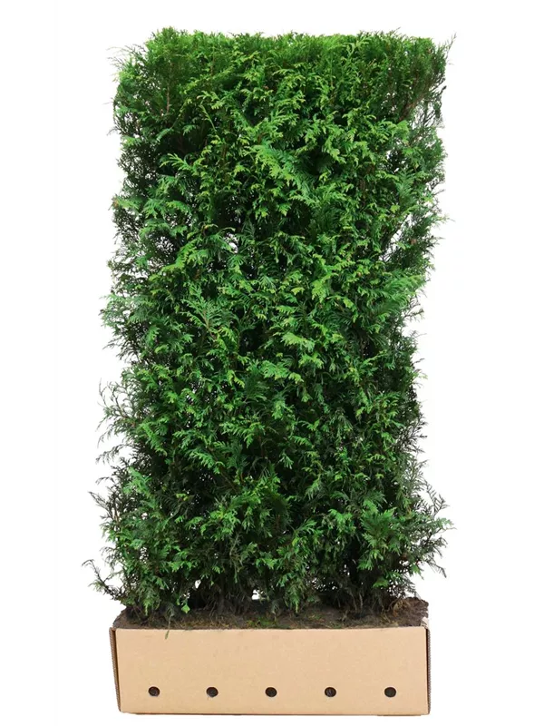 Lebensbaum 'Martin' - Thuja plicata 'Martin'