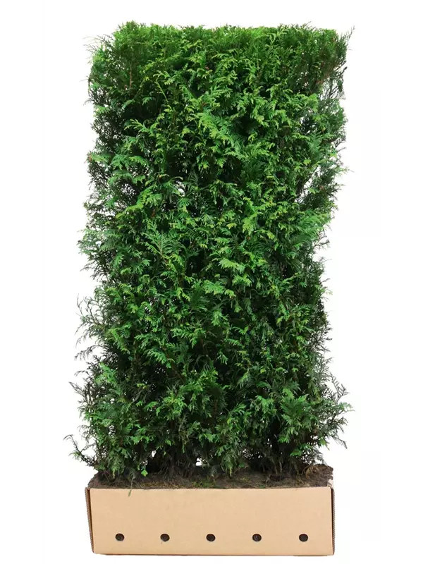 Lebensbaum 'Martin' - Thuja plicata 'Martin'