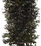 Blutbuche Veredelung - Fagus sylvatica 'Atropunicea' - Heckenelemente