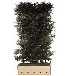 Blutbuche Veredelung - Fagus sylvatica 'Atropunicea' - Heckenelemente Blutbuche Veredelung - Fagus sylvatica 'Atropunicea' - Heckenelemente