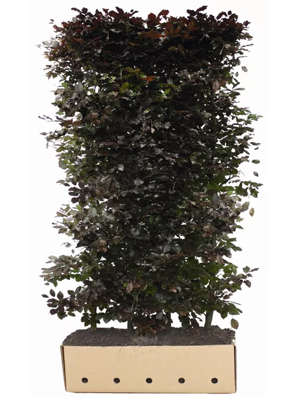 Blutbuche Veredelung - Fagus sylvatica 'Atropunicea' - Heckenelemente