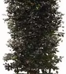 Blutbuche Veredelung - Fagus sylvatica 'Atropunicea' - Heckenelemente