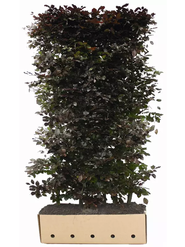 Blutbuche Veredelung - Fagus sylvatica 'Atropunicea' - Heckenelemente