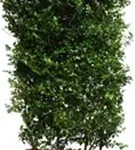 Stechpalme männlich 'Blue Prince' -R- - Ilex meserveae 'Blue Prince' -R-