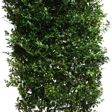 Ilex meserveae 'Blue Prince' -R-, Heckenelement 180- 200