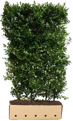 Stechpalme männlich 'Blue Prince' -R- - Ilex meserveae 'Blue Prince' -R-