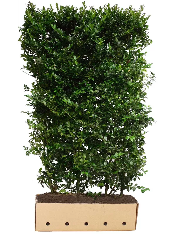 Stechpalme männlich 'Blue Prince' -R- - Ilex meserveae 'Blue Prince' -R-