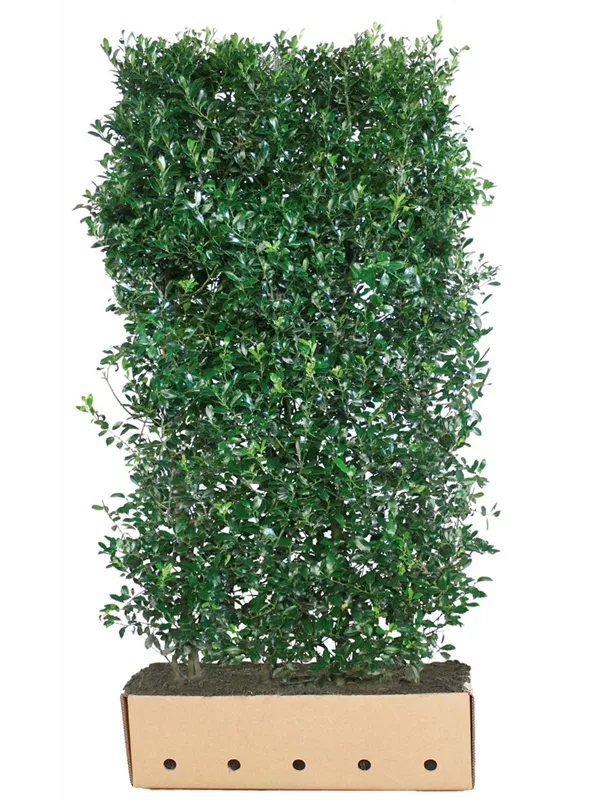 Stechpalme 'Heckenpracht' -R- - Ilex meserveae 'Heckenpracht' -R-