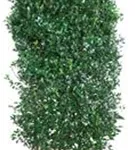 Stechpalme 'Heckenpracht' -R- - Ilex meserveae 'Heckenpracht' -R-