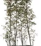 Kupfer-Felsenbirne - Amelanchier lamarckii - Heckenelemente