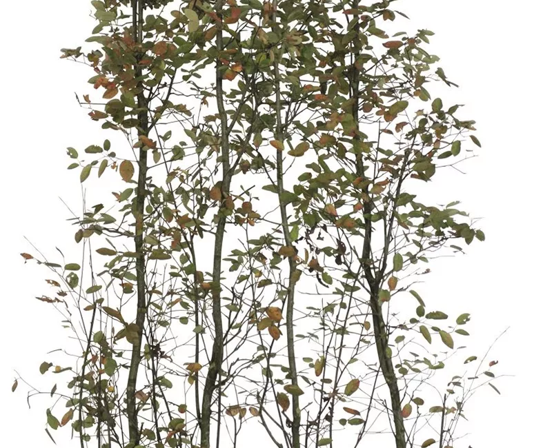 Amelanchier lamarckii - Heckenelemente Amelanchier lamarckii - Heckenelemente