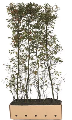 Kupfer-Felsenbirne - Amelanchier lamarckii - Heckenelemente