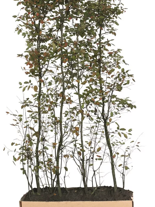 Kupfer-Felsenbirne - Amelanchier lamarckii - Heckenelemente