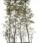 Kupfer-Felsenbirne - Amelanchier lamarckii - Heckenelemente