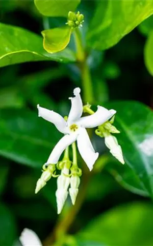Trachelospermum jasminoides - Kletterpflanzen