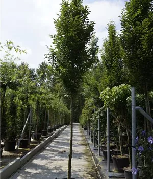 Carpinus betulus 'Fastigiata' - Heckenpflanzen