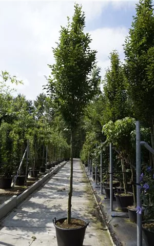 Carpinus betulus 'Fastigiata' - Heckenpflanzen