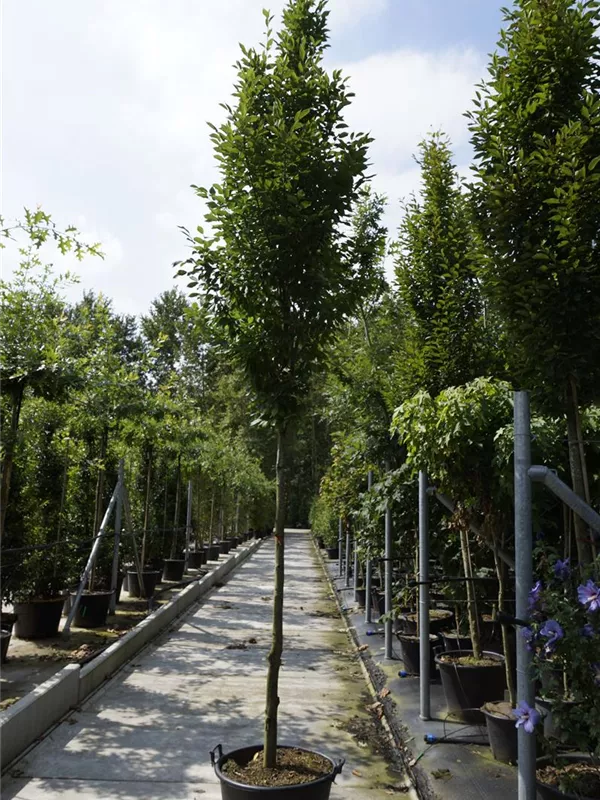 Pyramiden-Hainbuche - Carpinus betulus 'Fastigiata' - Heckenpflanzen