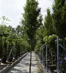 Pyramiden-Hainbuche - Carpinus betulus 'Fastigiata' - Heckenpflanzen