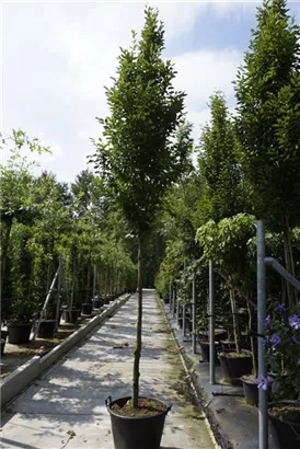 Pyramiden-Hainbuche - Carpinus betulus 'Fastigiata' - Heckenpflanzen