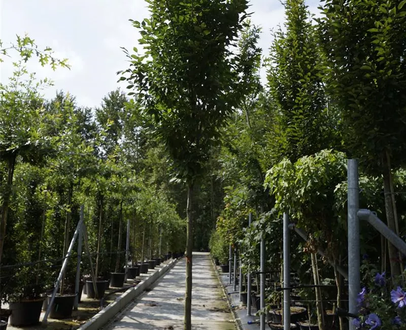 Carpinus betulus 'Fastigiata' - Heckenpflanzen